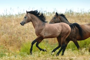 Running horses